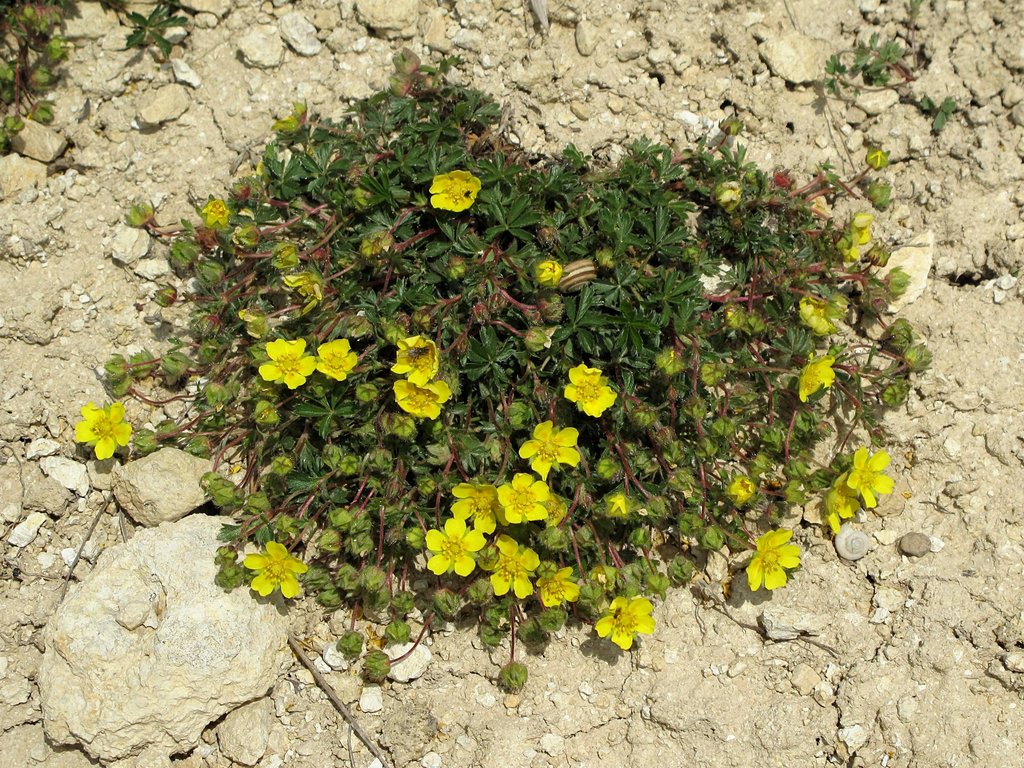 Potentilla neumanniana